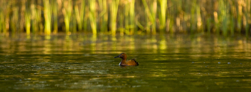 Cinnamon Teal